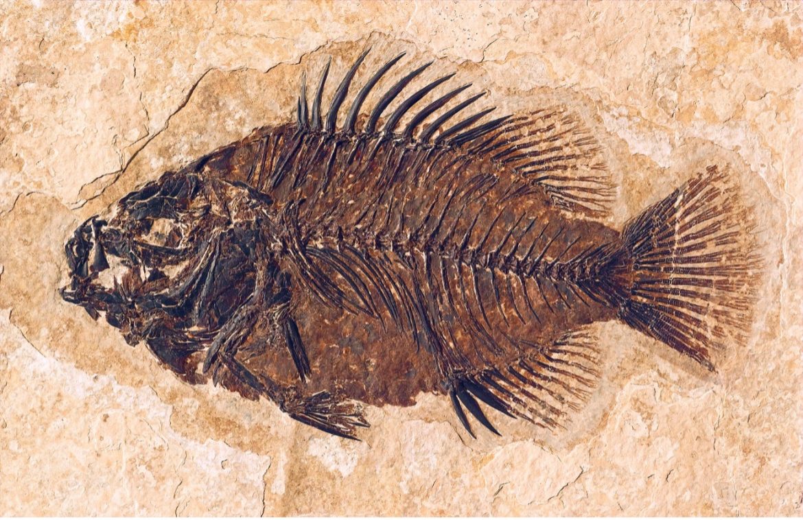 Ancient Fossil Fish Sheds New Light on Evolution of Brain Protection in Vertebrates Ancient Fossil Fish Sheds New Light on Evolution of Brain Protection in Vertebrates