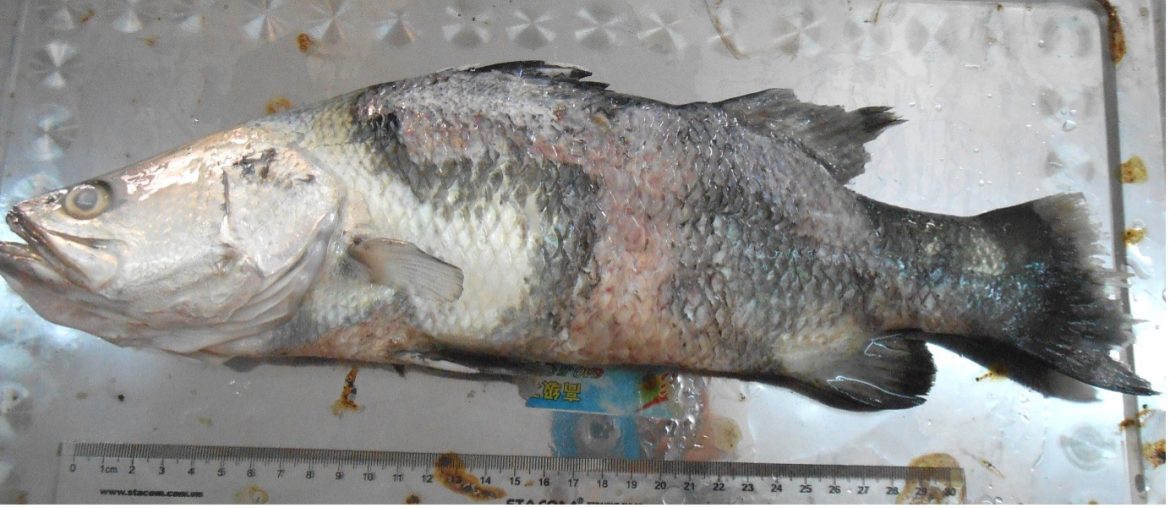 DNA Sampling from Aquaculture Environment Aids Early Detection of Scale Drop Disease in Barramundi DNA Sampling from Aquaculture Environment Aids Early Detection of Scale Drop Disease in Barramundi