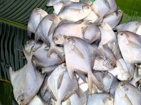 Decline in Silver Skinned Pomfret Catches Alarms Andhra Pradeshs Fisheries Sector Decline in Silver Skinned Pomfret Catches Alarms Andhra Pradeshs Fisheries Sector