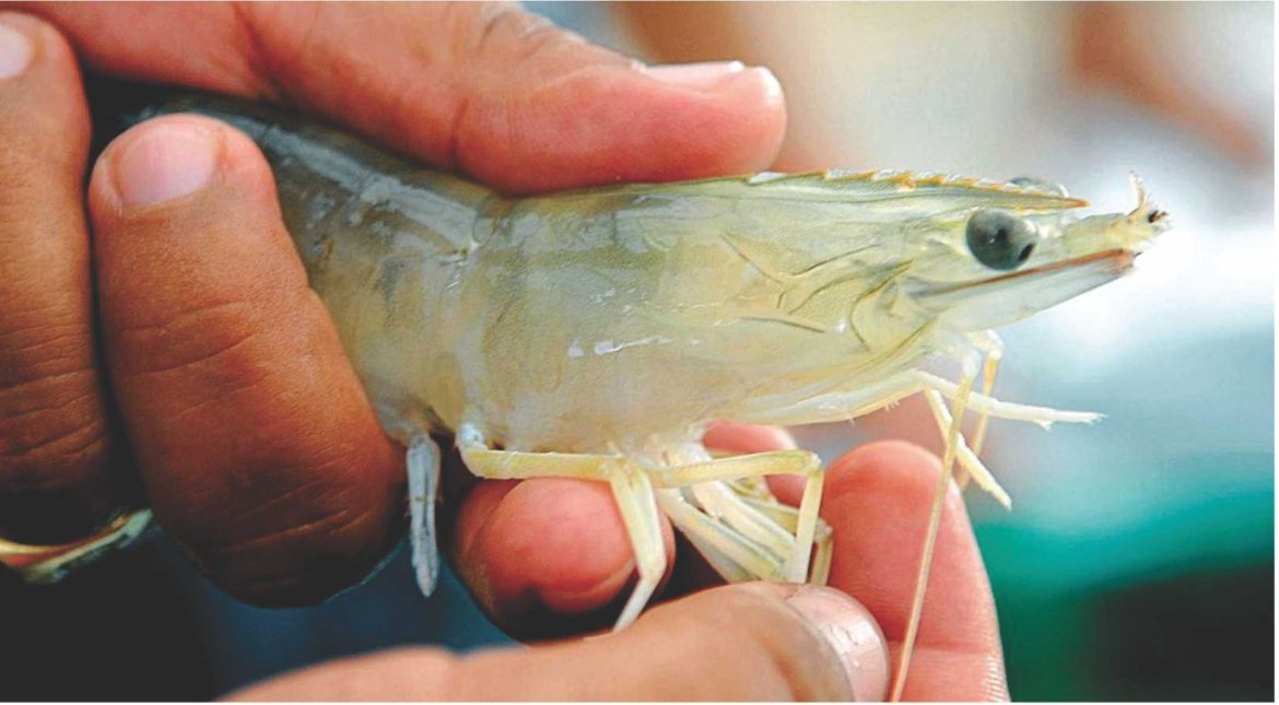 Global Shrimp Producers Pave the Way for the Creation of the Global Shrimp Council Global Shrimp Producers Pave the Way for the Creation of the Global Shrimp Council