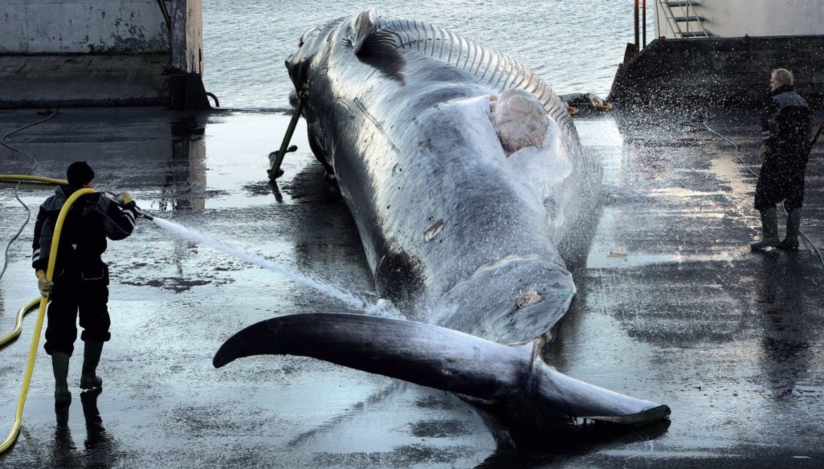 Iceland Resumes Whaling Despite Growing Public Opposition e1695669846402 Iceland Resumes Whaling Despite Growing Public Opposition e1695669846402