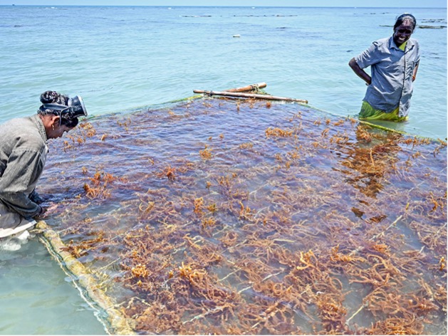 India Launches Seaweed Mission to Transform Coastal Cultivation and Boost Production India Launches Seaweed Mission to Transform Coastal Cultivation and Boost Production