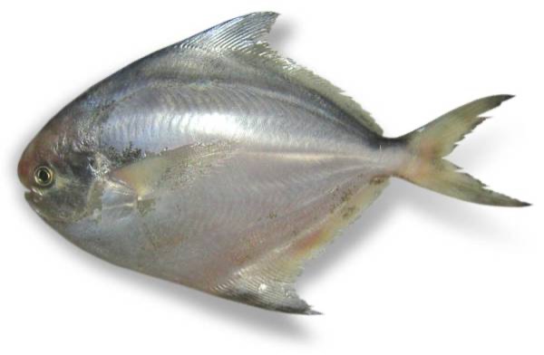 Maharashtra Declares Silver Pomfret as State Fish to Boost Conservation Efforts Maharashtra Declares Silver Pomfret as State Fish to Boost Conservation Efforts