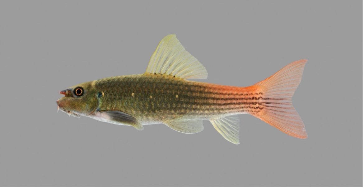 Redtail Garra Redtail Garra