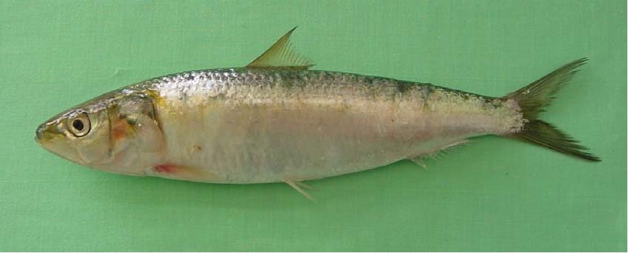 Scientists Achieve Milestone by Decoding Genome of Indian Oil Sardine Scientists Achieve Milestone by Decoding Genome of Indian Oil Sardine