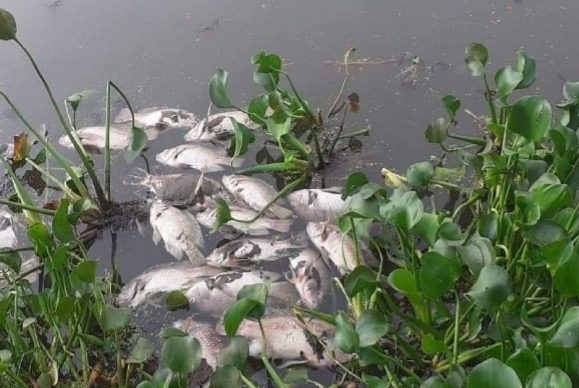 Sewage Pollution Suspected as Hundreds of Fish Found Dead in Bengalurus Kothanur Lake e1695651307684 Sewage Pollution Suspected as Hundreds of Fish Found Dead in Bengalurus Kothanur Lake e1695651307684