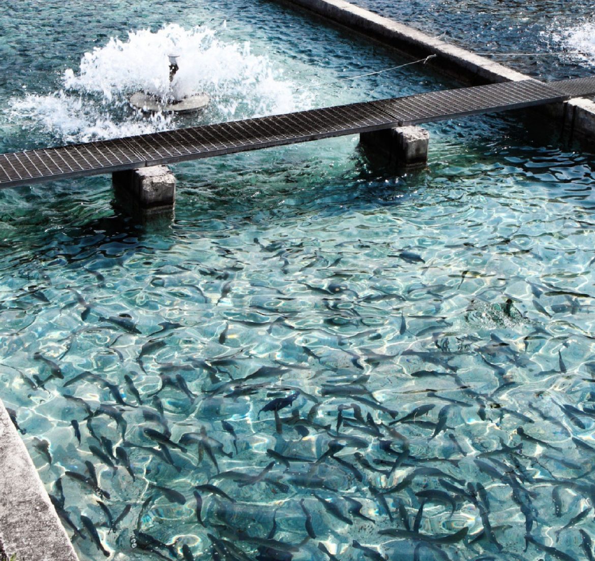 UAE Embraces Unconventional Salmon Farming Amid Food Security Drive e1695805569721 UAE Embraces Unconventional Salmon Farming Amid Food Security Drive e1695805569721