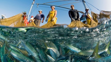 UKs Major Fish Populations in Crisis Due to Overfishing and Government Policy Report Finds UKs Major Fish Populations in Crisis Due to Overfishing and Government Policy Report Finds