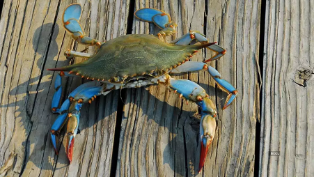 blue crabs blue crabs