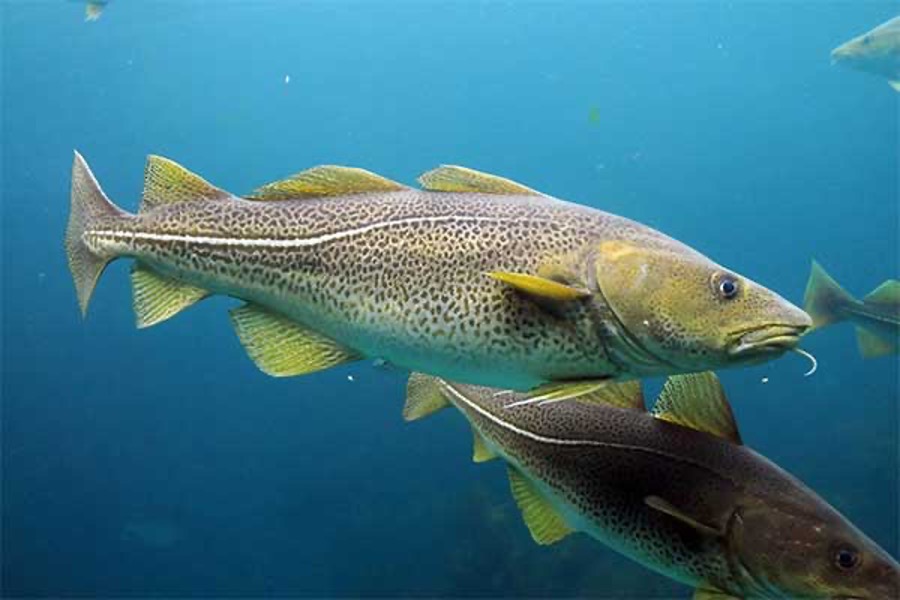 AI Identifies Soniferous Fish Species Revealing Healthy Marine Ecology off Goa Coast AI Identifies Soniferous Fish Species Revealing Healthy Marine Ecology off Goa Coast