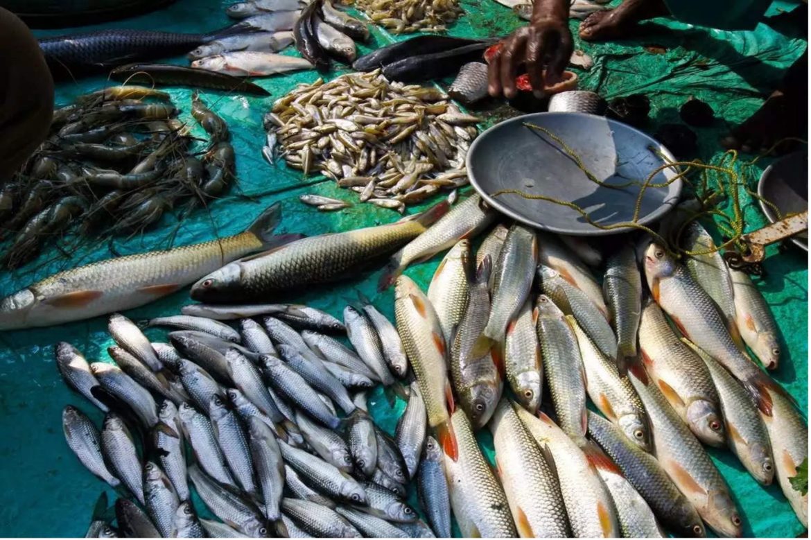 Assams Impressive Fish Production Surge Fosters Self Sufficiency Eases Reliance on Andhra Pradesh and West Bengal Imports Assams Impressive Fish Production Surge Fosters Self Sufficiency Eases Reliance on Andhra Pradesh and West Bengal Imports