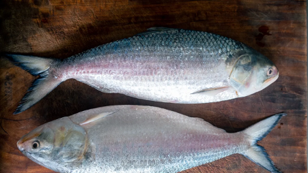 Bangladesh Approves Hilsa Fish Exports to India Ahead of Durga Puja Bangladesh Approves Hilsa Fish Exports to India Ahead of Durga Puja
