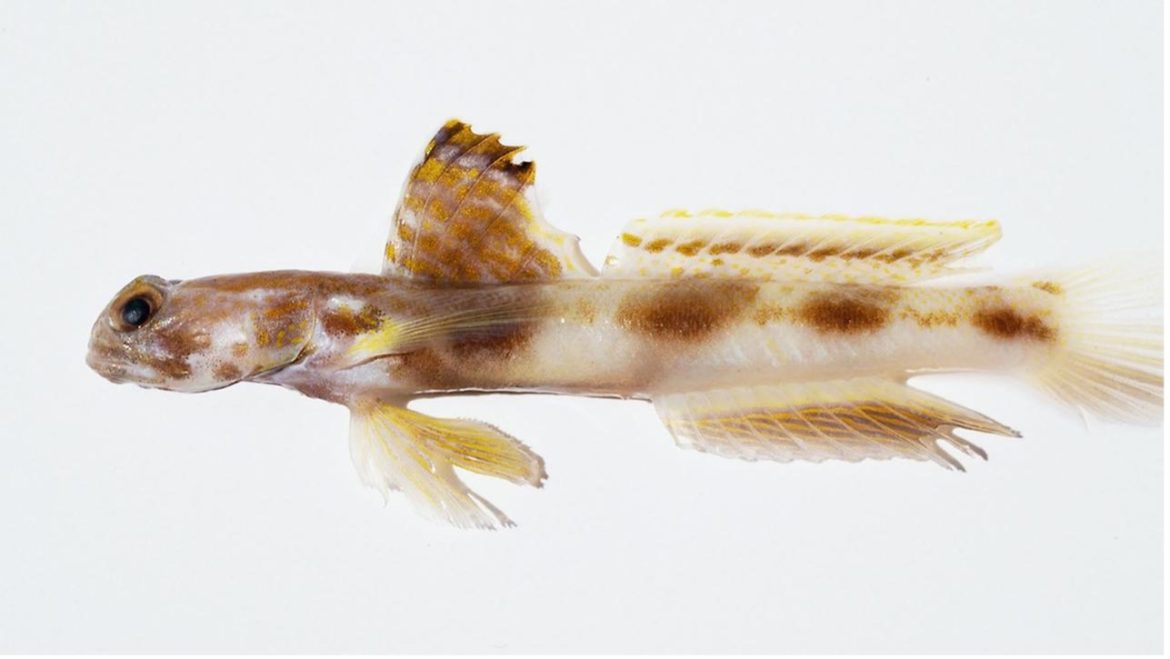 Breakthrough Discovery New Coral Reef Fish Species Unveiled in Southern Great Barrier Reef Breakthrough Discovery New Coral Reef Fish Species Unveiled in Southern Great Barrier Reef