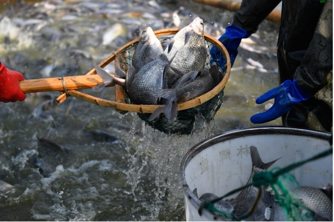 Chinas White Paper Unveils Distant Water Fisheries Development and Global Collaboration Efforts Chinas White Paper Unveils Distant Water Fisheries Development and Global Collaboration Efforts