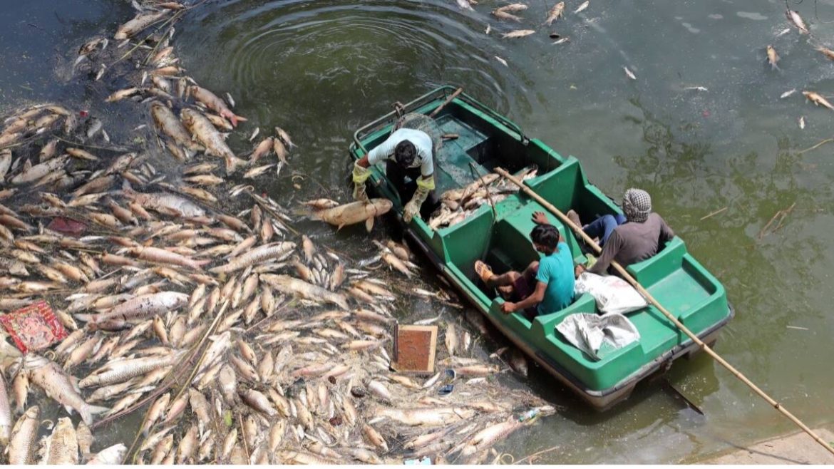 Concerns Rise Over Unprecedented Fish Deaths in Dal Lake as Authorities Attribute the Cause to Thermal Stratification Concerns Rise Over Unprecedented Fish Deaths in Dal Lake as Authorities Attribute the Cause to Thermal Stratification