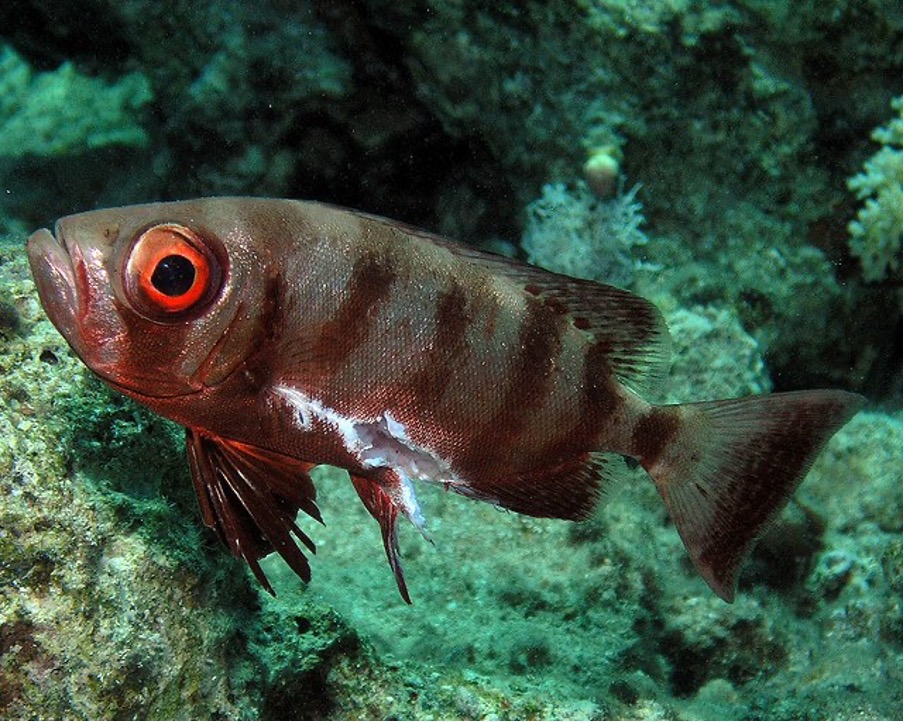 Fish Can Experience and Transmit Fear Study Finds Suggesting Shared Emotional Mechanisms Fish Can Experience and Transmit Fear Study Finds Suggesting Shared Emotional Mechanisms