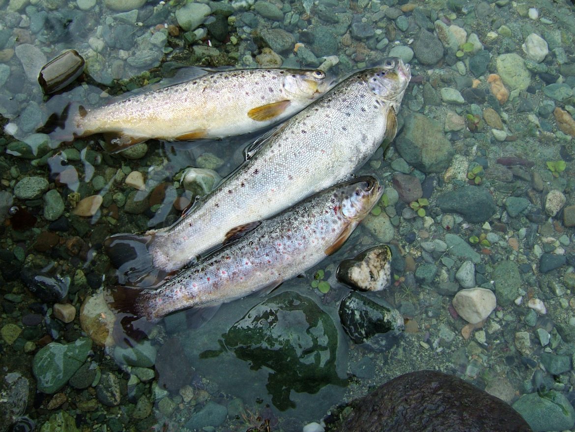 Fish Production in Kashmir Valley scaled Fish Production in Kashmir Valley scaled