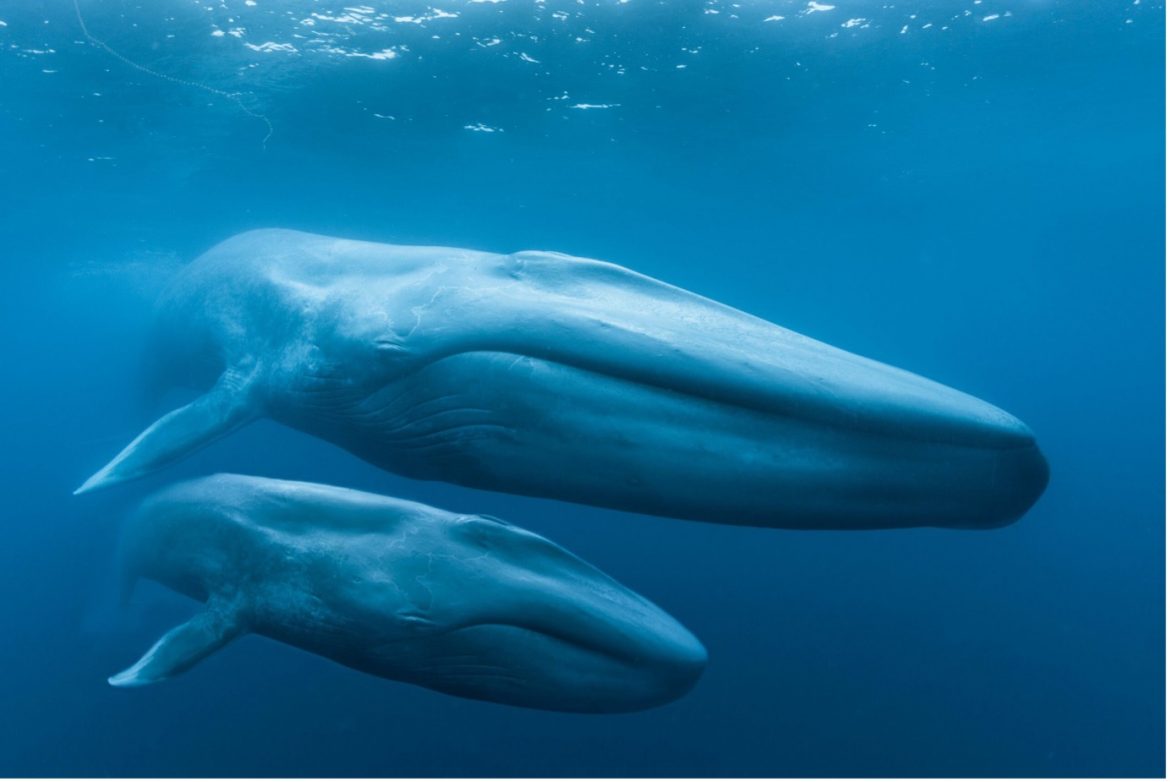ICAR CMFRIs 100 Day Coastal Survey Aims to Unravel Mysteries of Marine Mammals Amid Whale Strandings ICAR CMFRIs 100 Day Coastal Survey Aims to Unravel Mysteries of Marine Mammals Amid Whale Strandings
