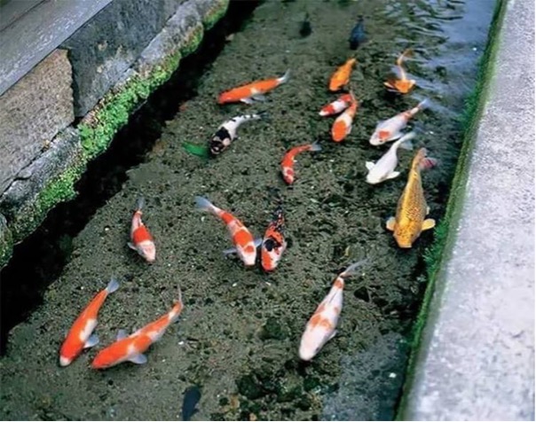 Incredible Urban Planning Japans Pristine Drains House Koi Fish Incredible Urban Planning Japans Pristine Drains House Koi Fish