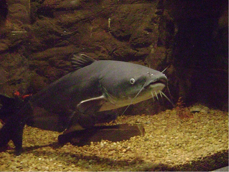 Innovative Solution Alligator DNA Injected into Catfish to Boost Disease Resistance Innovative Solution Alligator DNA Injected into Catfish to Boost Disease Resistance