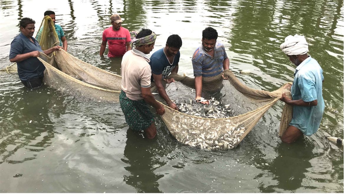 Regional Research Centre Promotes Scientific Fish Farming in Telangana and Andhra Pradesh Through Awareness Programs Regional Research Centre Promotes Scientific Fish Farming in Telangana and Andhra Pradesh Through Awareness Programs