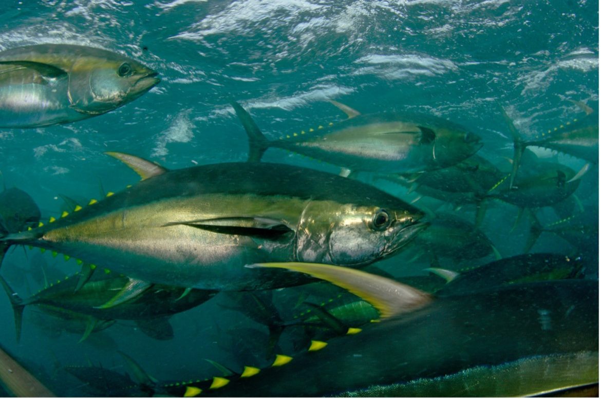 Report Reveals Unregulated Exploitation Threatening Indian Ocean Biodiversity Report Reveals Unregulated Exploitation Threatening Indian Ocean Biodiversity
