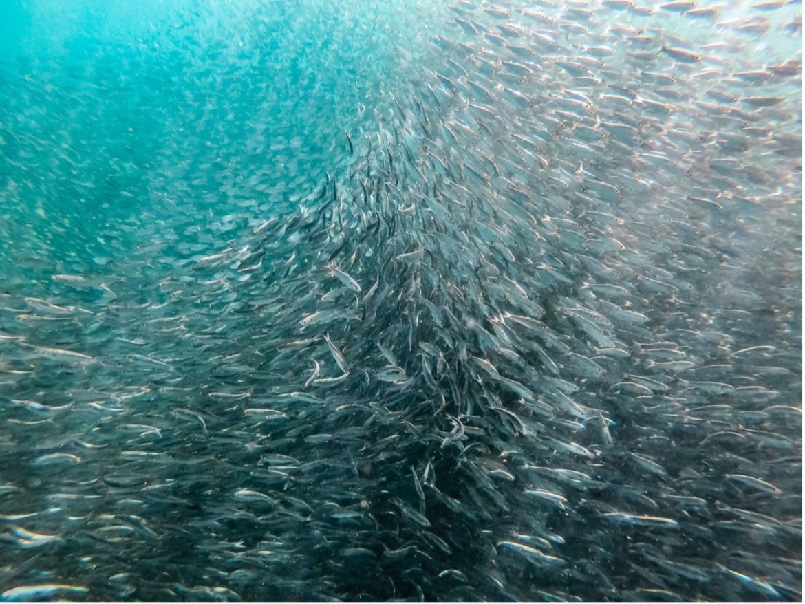 UN High Seas Treaty Aims to Combat Overfishing with Cutting Edge Satellite Technologies UN High Seas Treaty Aims to Combat Overfishing with Cutting Edge Satellite Technologies