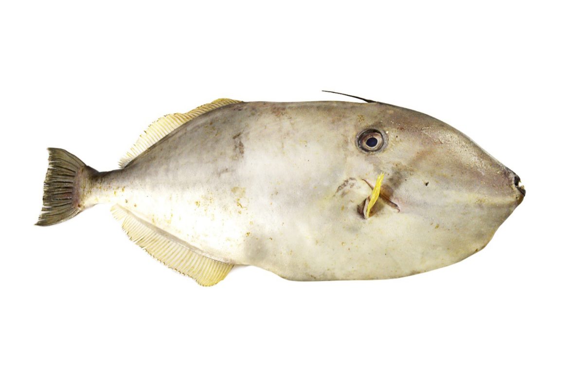 Unexpected Bonanza for Kasimedu Fishermen as Leather Jacket Fishes Make Rare Appearance Unexpected Bonanza for Kasimedu Fishermen as Leather Jacket Fishes Make Rare Appearance