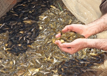 Urgent Call for Action on Invasive Aquatic Species Scientists and Policymakers Advocate Policy Framework Urgent Call for Action on Invasive Aquatic Species Scientists and Policymakers Advocate Policy Framework