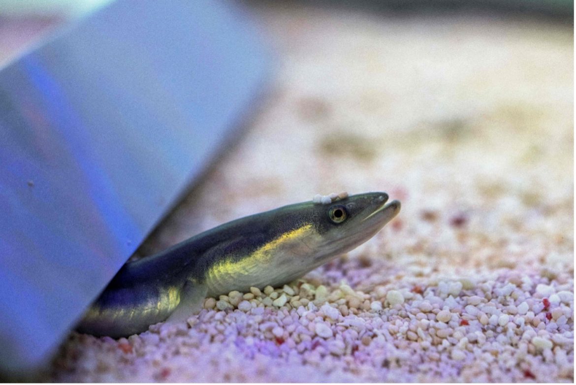 Breakthrough at Kindai University Successful Breeding of Japanese Eels Sparks Hope for Conservation Breakthrough at Kindai University Successful Breeding of Japanese Eels Sparks Hope for Conservation
