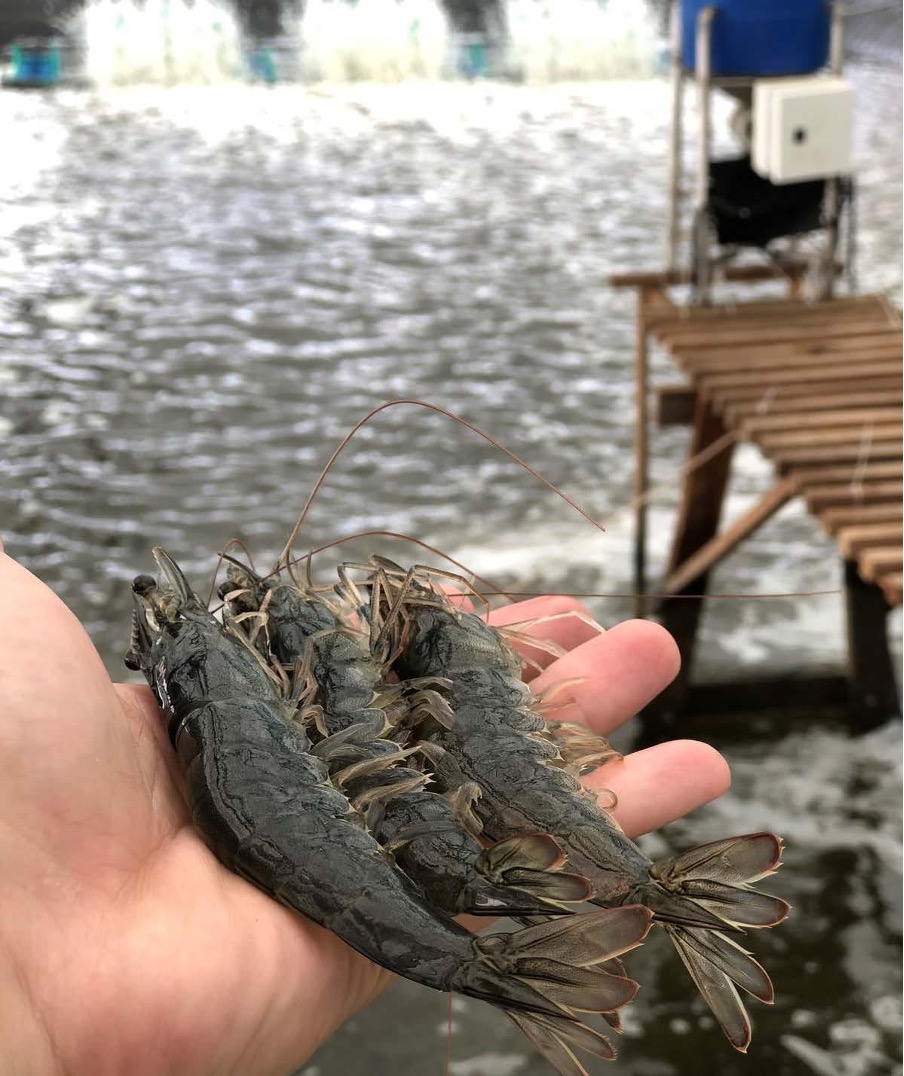 Breakthrough in Rapid Detection of Shrimp Virus Promises Economic Relief for Aquaculture Breakthrough in Rapid Detection of Shrimp Virus Promises Economic Relief for Aquaculture
