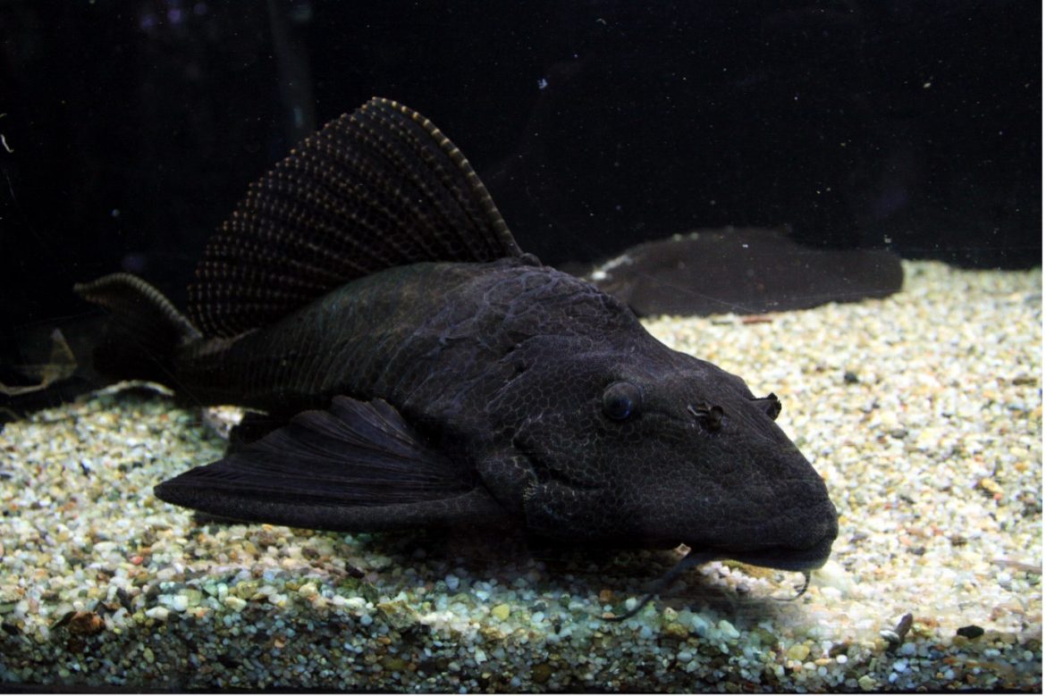 Climate Change and River Interlinking Pose Threat to Cauvery and Pennar River Basins in Tamil Nadu with Invasive Alien Fish Species Climate Change and River Interlinking Pose Threat to Cauvery and Pennar River Basins in Tamil Nadu with Invasive Alien Fish Species