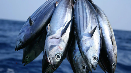 EU Faces Allegations of Bribery in Indian Ocean Over Fishing Regulations EU Faces Allegations of Bribery in Indian Ocean Over Fishing Regulations