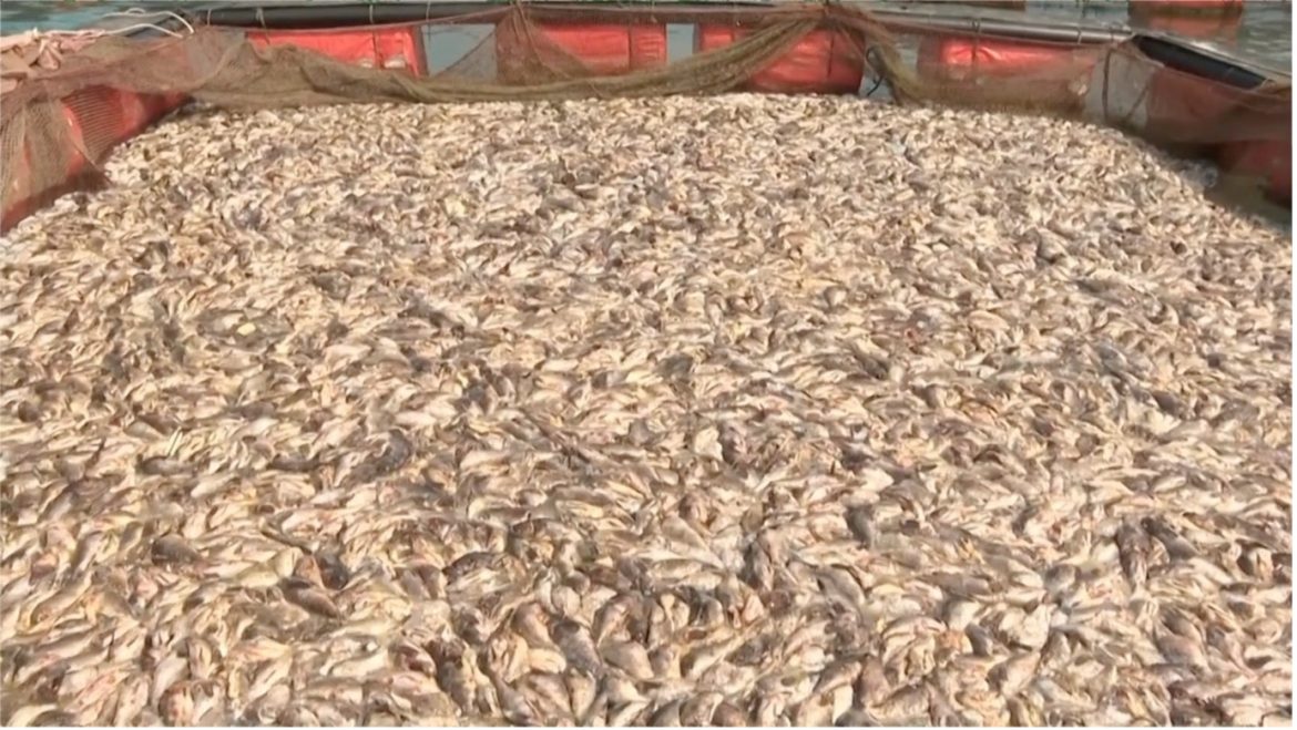 Mass Fish Deaths in South Korea Spark Diplomatic Tensions Over Japans Nuclear Contaminated Water Discharge Mass Fish Deaths in South Korea Spark Diplomatic Tensions Over Japans Nuclear Contaminated Water Discharge