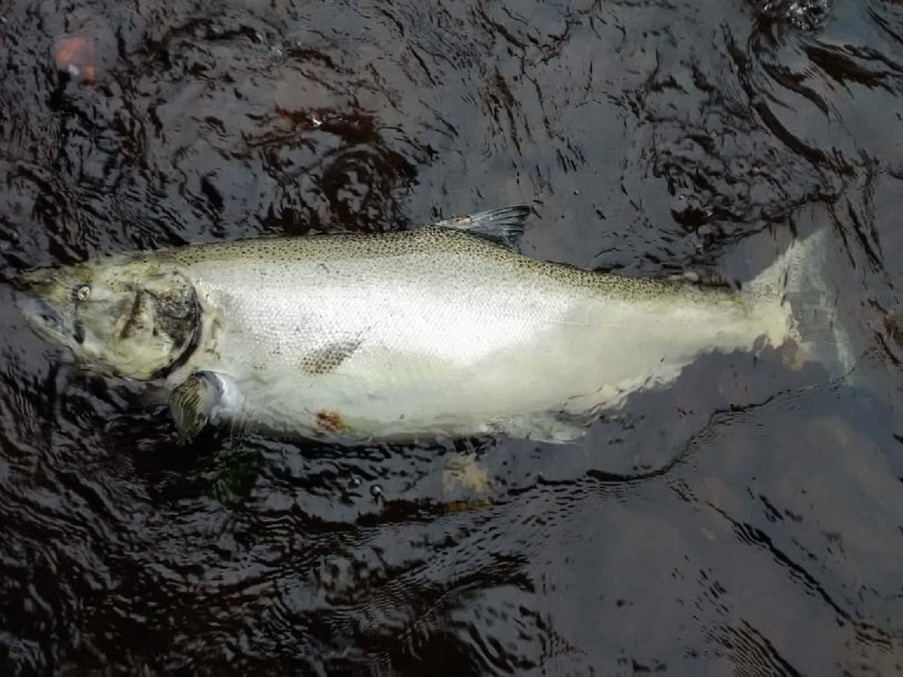 West Coast Fishing Groups Sue Major U.S. Tire Manufacturers Over Harm to Endangered Salmon West Coast Fishing Groups Sue Major U.S. Tire Manufacturers Over Harm to Endangered Salmon