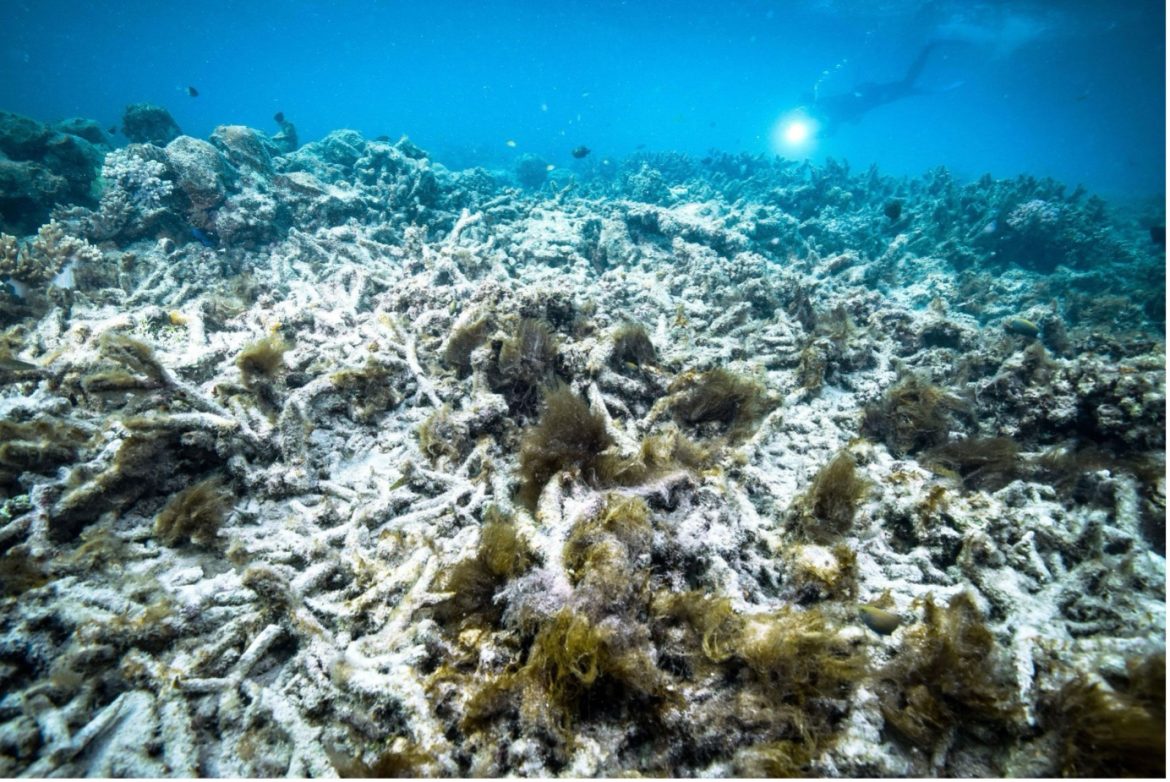 Alarming Decline Over 500 Marine Species in Australian Reefs Face Threats Due to Ocean Warming Alarming Decline Over 500 Marine Species in Australian Reefs Face Threats Due to Ocean Warming