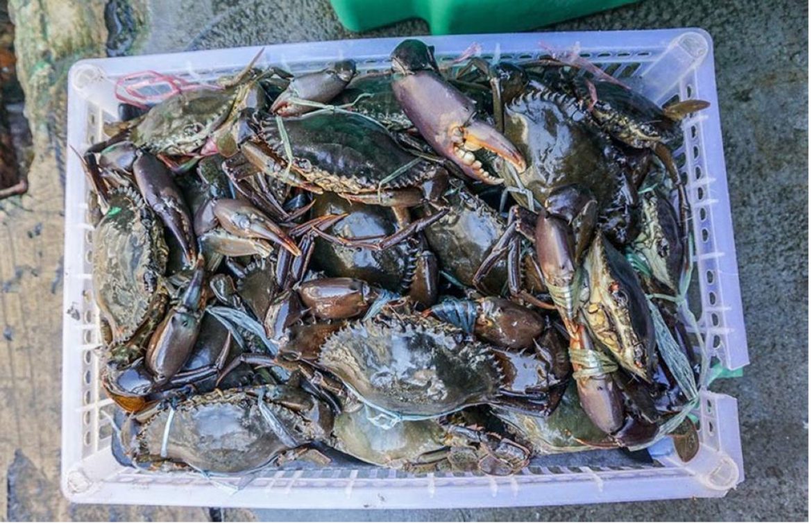 Bangladesh Crab Exports Stage Remarkable Comeback Boosting Coastal Growers Bangladesh Crab Exports Stage Remarkable Comeback Boosting Coastal Growers