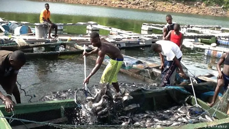 Bono East Regional Fisheries Commission Drives Initiatives for Enhanced Fish Production Bono East Regional Fisheries Commission Drives Initiatives for Enhanced Fish Production