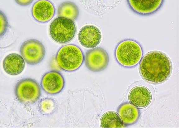 Council Greenlights Innovative Algae Farm Project for Sustainable Aquaculture in Karratha Australia Council Greenlights Innovative Algae Farm Project for Sustainable Aquaculture in Karratha Australia