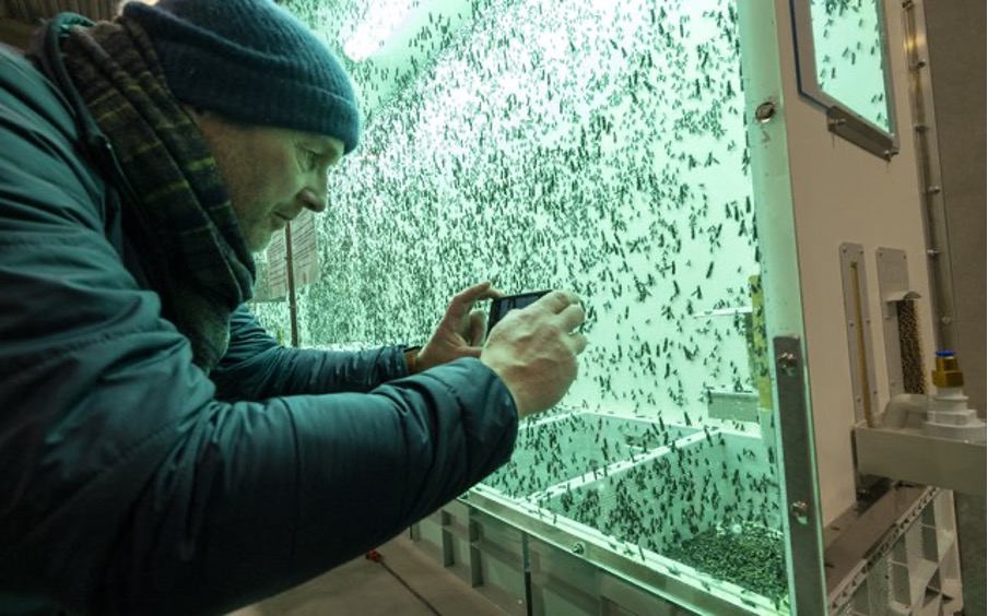 Denmark Welcomes Northern Europes Largest Insect Factory Enorm Biofactory Unveils 22000 Square Meter Facility Denmark Welcomes Northern Europes Largest Insect Factory Enorm Biofactory Unveils 22000 Square Meter Facility
