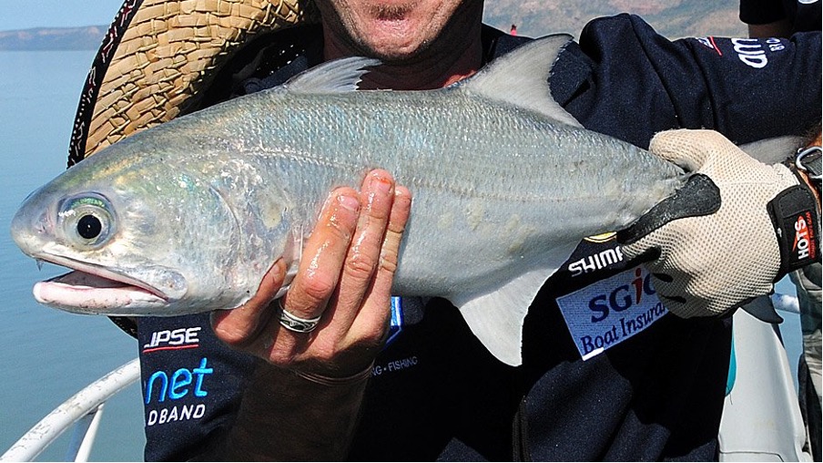 Equipment Failure Causes 5 Million Loss in Atlantic Salmon at Nova Scotias Sustainable Blue Salmon Farm Equipment Failure Causes 5 Million Loss in Atlantic Salmon at Nova Scotias Sustainable Blue Salmon Farm
