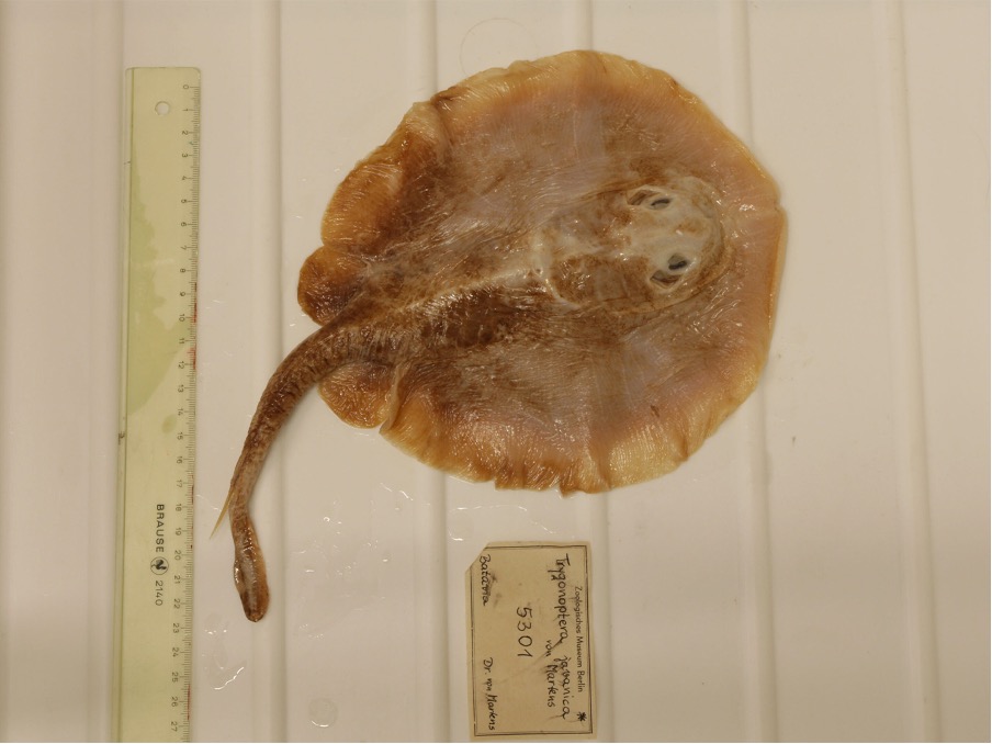 First Marine Fish Declared Extinct Signalling a Critical Loss in Biodiversity First Marine Fish Declared Extinct Signalling a Critical Loss in Biodiversity