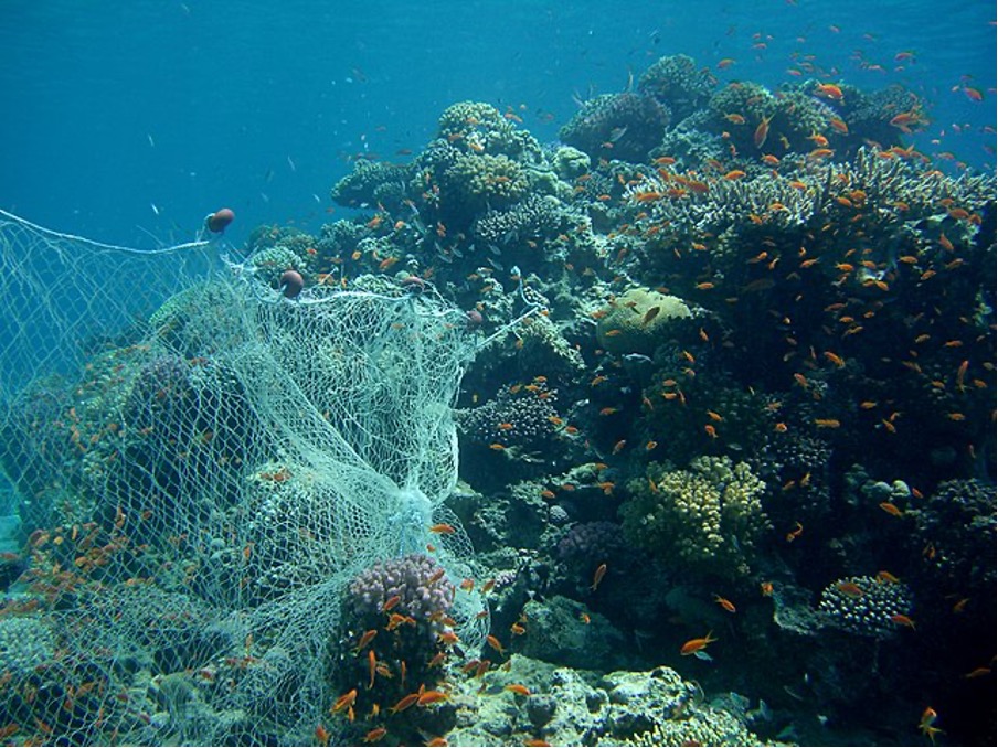 Ghost Nets Threaten Marine Ecosystems Along Gujarat Coast Urgent Cleanup Efforts Undertaken Ghost Nets Threaten Marine Ecosystems Along Gujarat Coast Urgent Cleanup Efforts Undertaken