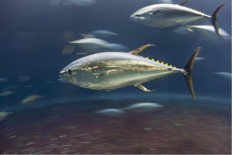 India Calls on Advanced Fishing Nations to Shoulder Responsibility for Depleting Indian Ocean Tuna Stocks India Calls on Advanced Fishing Nations to Shoulder Responsibility for Depleting Indian Ocean Tuna Stocks