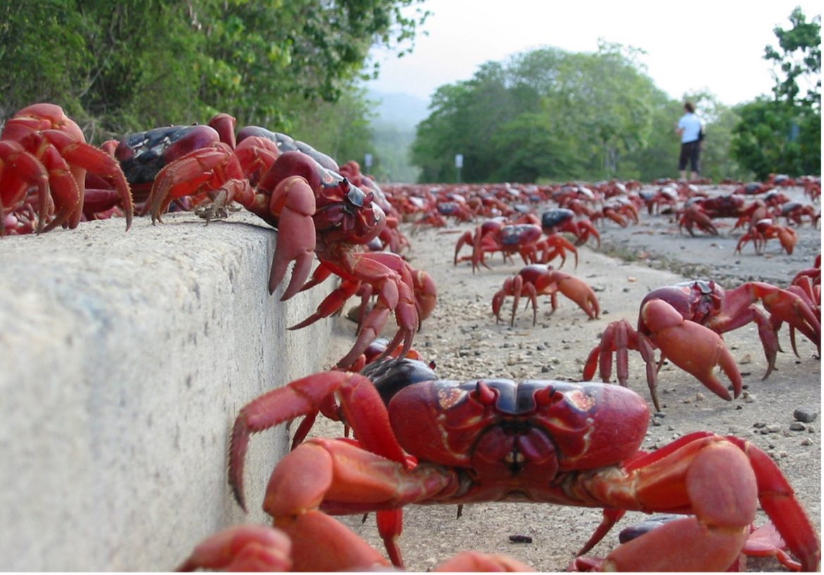 Innovative Sea Wall in China Includes Special Corridor for Crab Migration Innovative Sea Wall in China Includes Special Corridor for Crab Migration