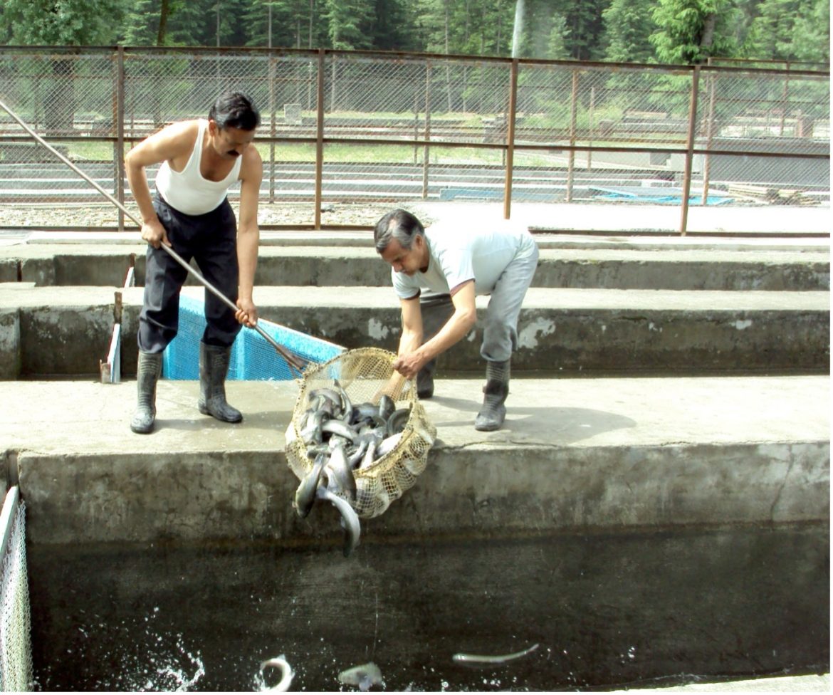 Japanese Technology Revolutionizes Trout Fish Farming in Himachal Pradesh Japanese Technology Revolutionizes Trout Fish Farming in Himachal Pradesh