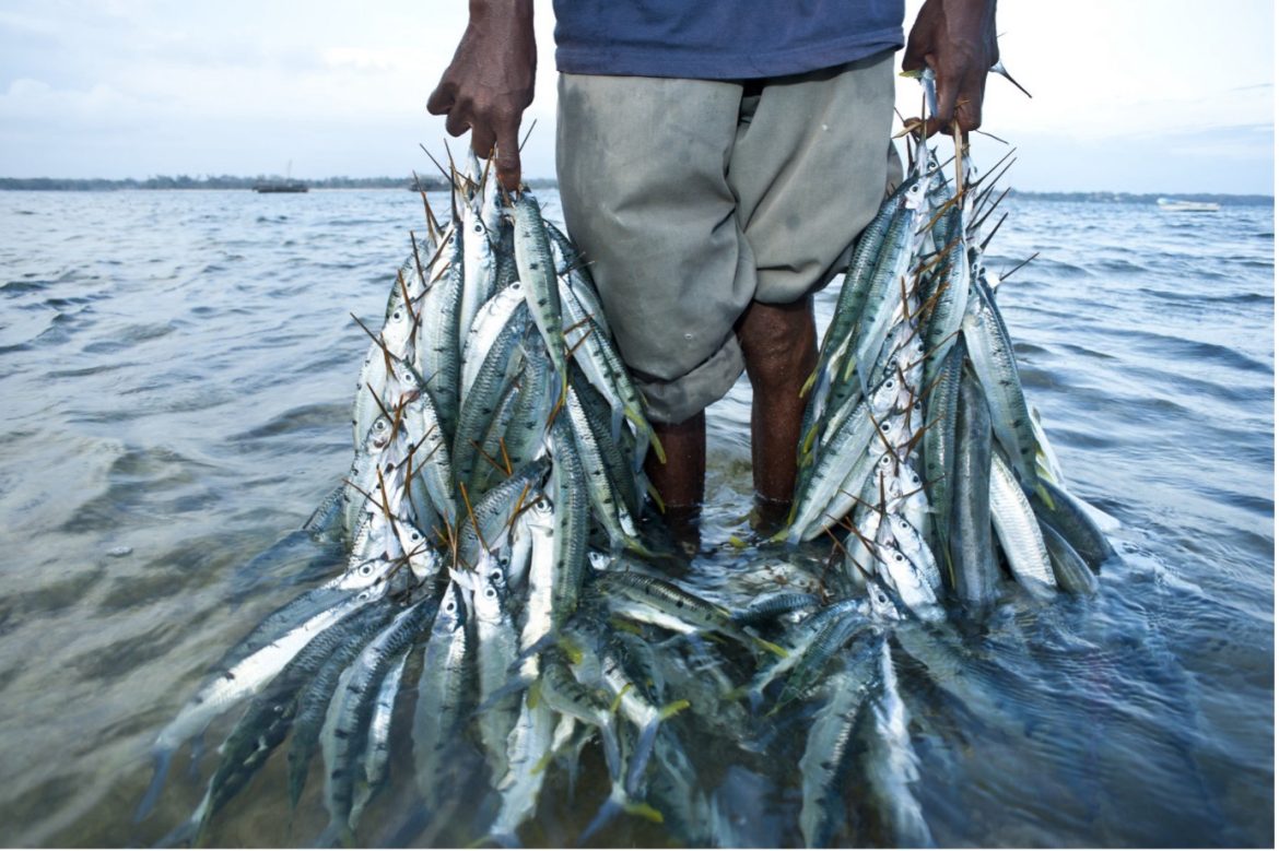 Kenyas Seafood Exports Surge Marking Over 60 Increase in Earnings in 2022 Says 2023 Reports Kenyas Seafood Exports Surge Marking Over 60 Increase in Earnings in 2022 Says 2023 Reports