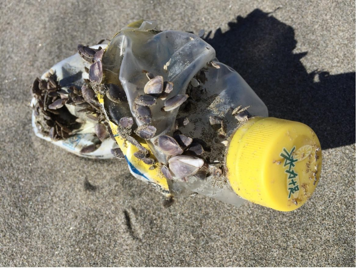 Marine Study Reveals Concerns About Invasive Species Hitchhiking on Coastal Debris in Tamil Nadu Marine Study Reveals Concerns About Invasive Species Hitchhiking on Coastal Debris in Tamil Nadu