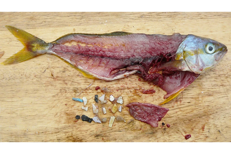 Microplastics Detected in Fish from Uttarakhands Alaknanda River Raise Environmental Concerns Microplastics Detected in Fish from Uttarakhands Alaknanda River Raise Environmental Concerns