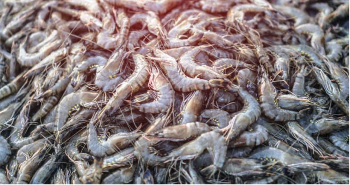 Oversupply Challenges Shrimp Industry in Visakhapatnam as Buyers Dwindle Oversupply Challenges Shrimp Industry in Visakhapatnam as Buyers Dwindle